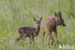 Ree (Capreolus capreolus)