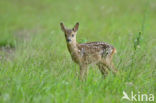 Roe Deer (Capreolus capreolus)