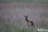 Roe Deer (Capreolus capreolus)