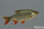 Common rudd (Scardinius erythrophthalmus)