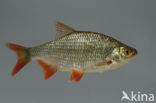 Common rudd (Scardinius erythrophthalmus)