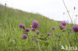 Rode klaver (Trifolium pratense)