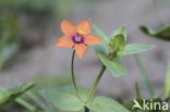 Scarlet Pimpernel (Anagallis arvensis subsp. arvensis)