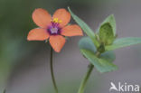 Scarlet Pimpernel (Anagallis arvensis subsp. arvensis)