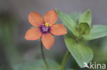 Rood guichelheil (Anagallis arvensis subsp. arvensis)