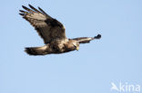 Ruigpootbuizerd (Buteo lagopus)