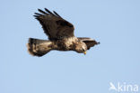 Ruigpootbuizerd (Buteo lagopus)