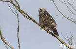 Rough-legged Buzzard (Buteo lagopus)