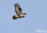 Ruigpootbuizerd (Buteo lagopus)