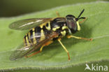 Saksische Fopwesp (Chrysotoxum verralli)