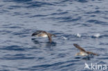 scopoli s shearwater (Calonectris diomedea diomedea)