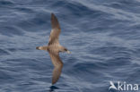 scopoli s shearwater (Calonectris diomedea diomedea)