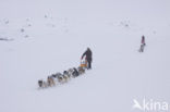 Siberische husky