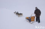 Siberische husky