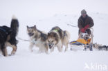 Siberische husky