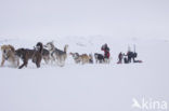 Siberische husky