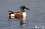 Slobeend (Anas clypeata) 