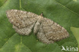 Sporkehoutspanner (Philereme vetulata)