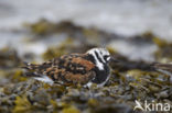 Steenloper (Arenaria interpres)