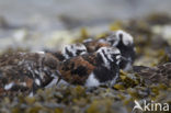 Steenloper (Arenaria interpres)