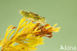 Steenrode heidelibel (Sympetrum vulgatum)