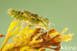 Steenrode heidelibel (Sympetrum vulgatum)