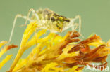 Steenrode heidelibel (Sympetrum vulgatum)