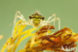 Steenrode heidelibel (Sympetrum vulgatum)