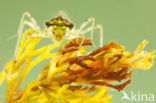 Steenrode heidelibel (Sympetrum vulgatum)