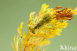 Steenrode heidelibel (Sympetrum vulgatum)