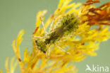 Steenrode heidelibel (Sympetrum vulgatum)