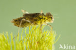 Steenrode heidelibel (Sympetrum vulgatum)