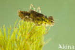 Vagrant Darter (Sympetrum vulgatum)