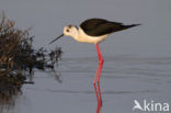 Black-winged Stilt (Himantopus himantopus)