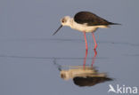 Black-winged Stilt (Himantopus himantopus)