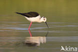 Black-winged Stilt (Himantopus himantopus)