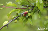 Taphrina pruni