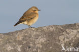 Northern Wheatear (Oenanthe oenanthe)