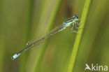 Scarce Blue-tailed Damselfly (Ischnura pumilio)