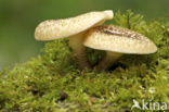 Tijgertaaiplaat (Lentinus tigrinus)