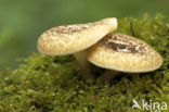 Tijgertaaiplaat (Lentinus tigrinus)