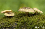 Tijgertaaiplaat (Lentinus tigrinus)