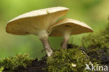 Tijgertaaiplaat (Lentinus tigrinus)