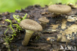 Tijgertaaiplaat (Lentinus tigrinus)