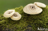 Tijgertaaiplaat (Lentinus tigrinus)