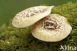 Tijgertaaiplaat (Lentinus tigrinus)