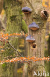 Tonderzwam (Ganoderma spec.)