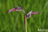 Tongorchis (Serapias lingua)