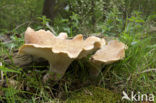 Trechtertaaiplaat (Lentinus conchatus) 