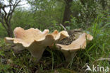 Trechtertaaiplaat (Lentinus conchatus) 